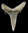 Fossil Sand Shark (Odontaspis) Tooth - Lee Creek, NC #47682-1